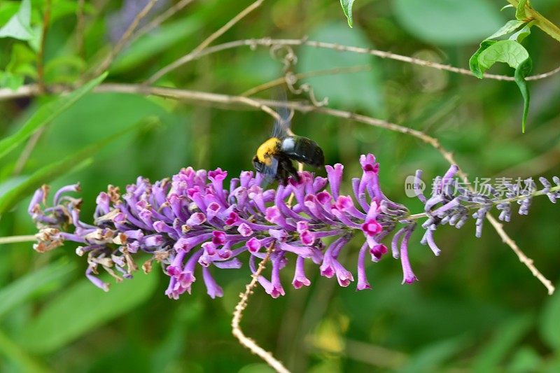 budleja lindleyana / Lindley的蝴蝶丛